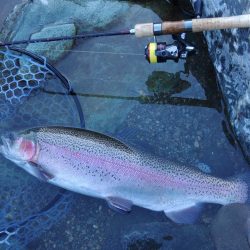 アタリは多かったが… ～天竜川ルアーフライ専用区～